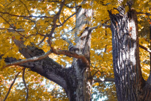 Foliage Forecast